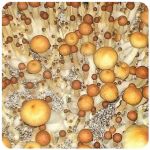 Псилоцибиновые (галлюциногенные)  грибы Psilocybin "Golden Teacher" в Лобне