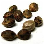 Семена марихуаны АК-47  (Seeds AK-47) в Лобне